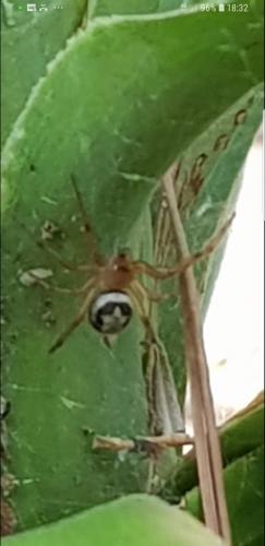 Réf. 213 573 : Steatoda nobilis